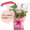 バラ苗新苗選べる母の日ギフト