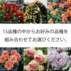 バラ苗新苗選べる母の日ギフト