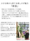 バラ苗新苗選べる母の日ギフト