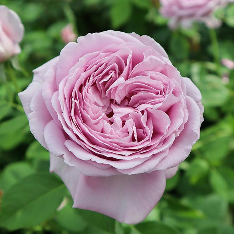 週末セール！ラスト株！蕾付き❤️完全終了！超入手困難 和バラ苗 アウトレット】バラ苗 | THE ROSE SHOP｜バラ専門店 ザローズショップ