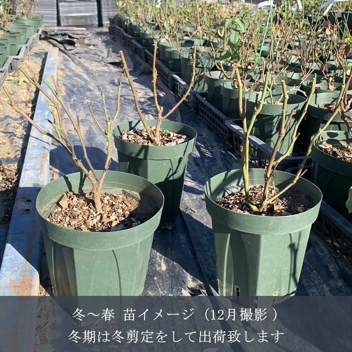 バラ苗シャレード