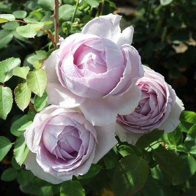 商品一覧 | THE ROSE SHOP｜バラ専門店 ザローズショップ 本店