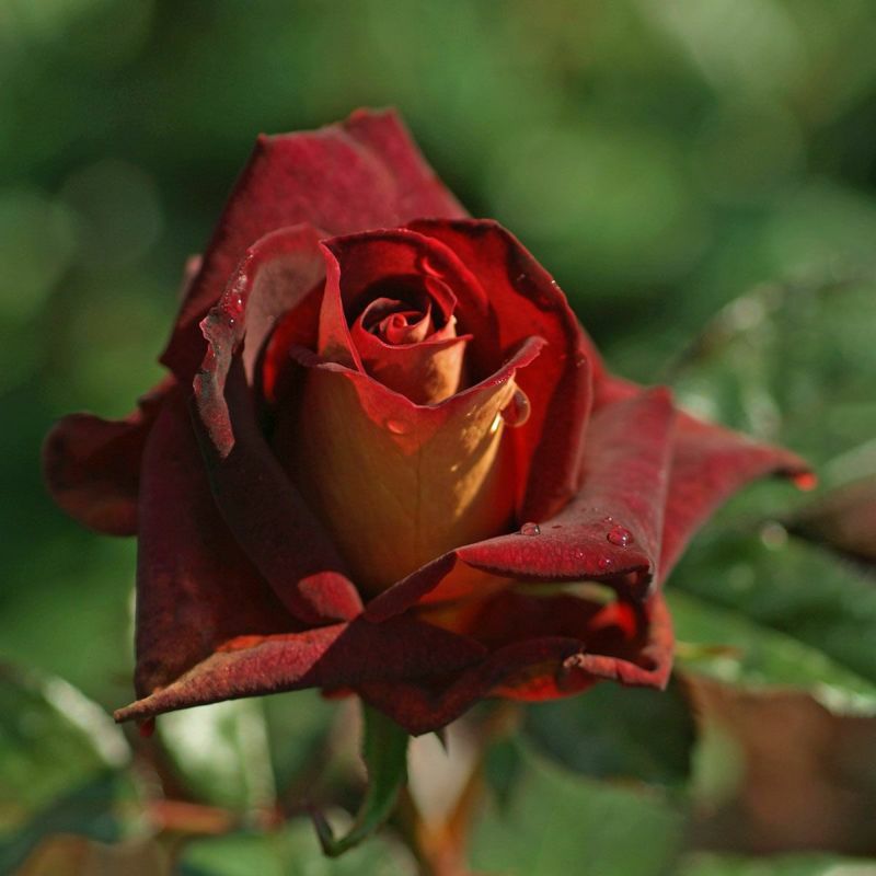 バラ苗ブラックゴールド