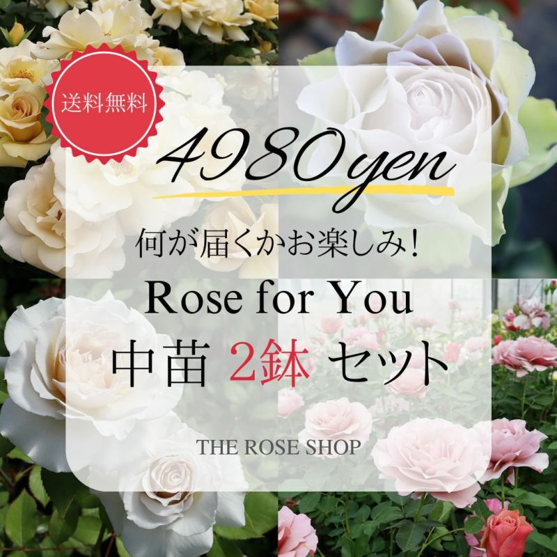 何が届くかお楽しみ！バラ苗 【Rose for You 中苗 2鉢セット】 中苗7号専用角鉢入 送料無料 | THE ROSE SHOP｜バラ専門店  ザローズショップ 本店 - バラ苗の通販