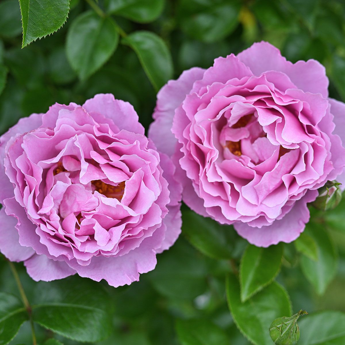 予約苗 バラ苗 【アレキサンドラダビッドニール】 (大苗裸苗) シュラブ