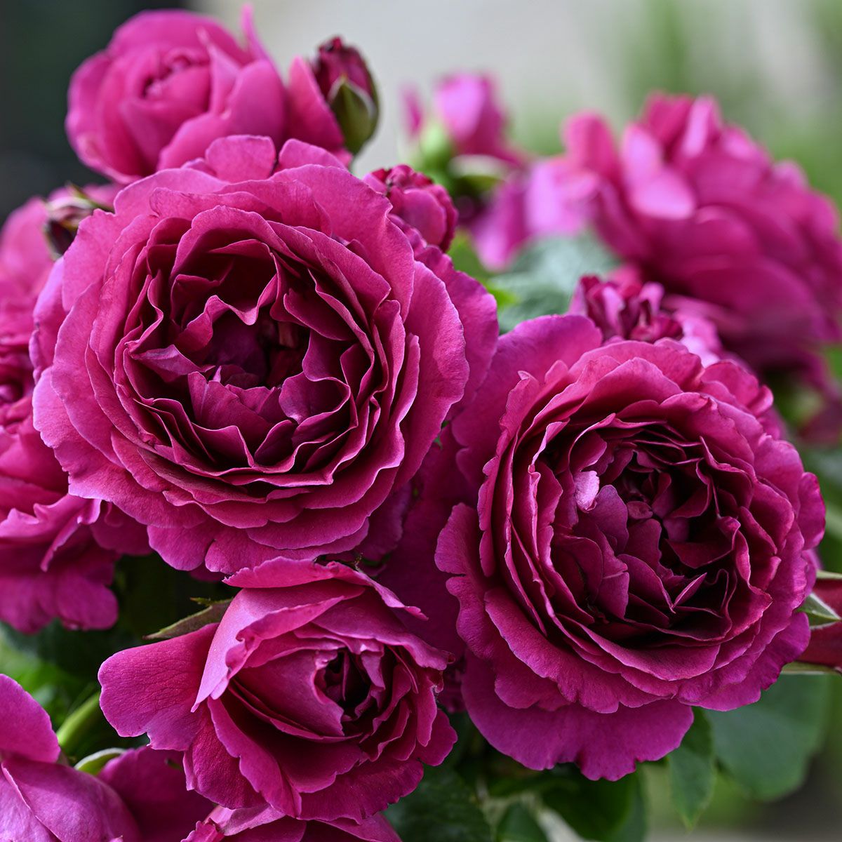 予約苗 バラ苗 【ルタンデスリーズ】 (大苗裸苗) シュラブ 半つる性