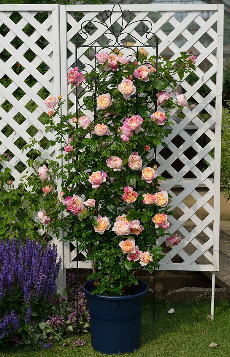 バラ苗エドゥアールマネ