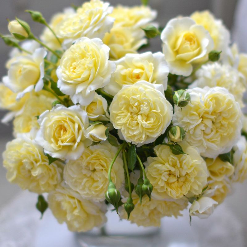 予約苗 バラ苗 【プリュネル】 (大苗) シュラブ 半つる性 返り咲き 小