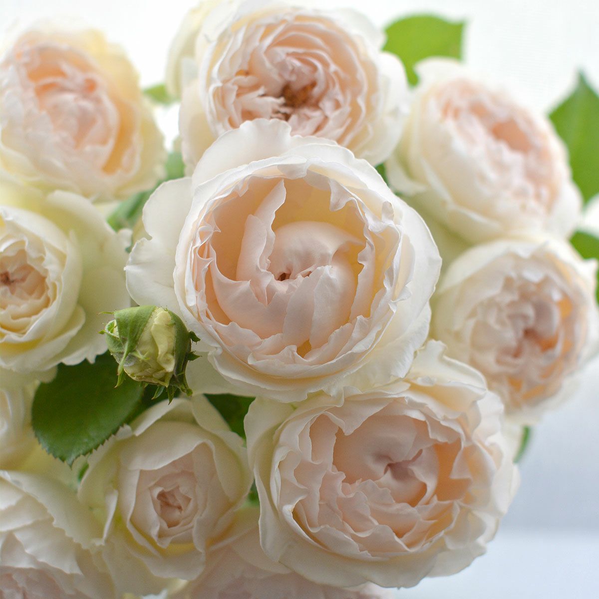 予約苗 バラ苗 【ミエルドゥフォレ】 (大苗裸苗) シュラブ 半つる性