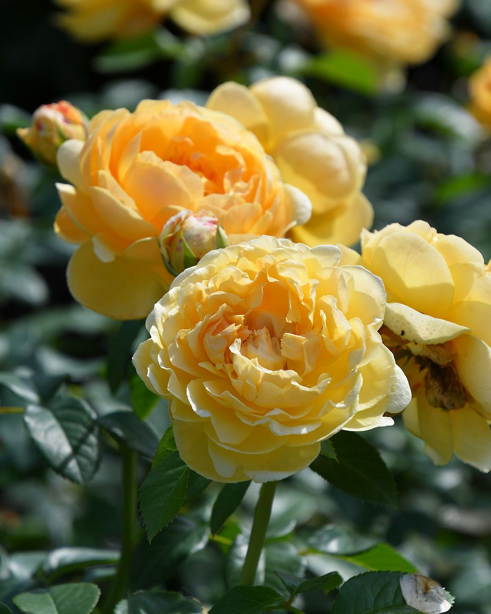 バラ苗ディコン