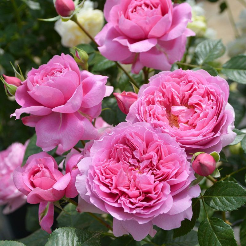 予約苗 バラ苗 【プリマヴィスタ】 (大苗) フロリバンダ 四季咲き 中輪