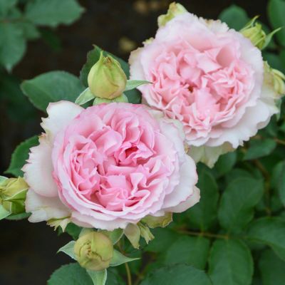 バラ苗大苗オリジナル角鉢6号（ロサオリエンティス） | THE ROSE