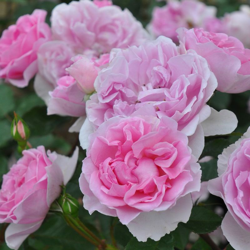 予約苗 バラ苗 【ピクシー】 (大苗裸苗) フロリバンダ 四季咲き 中輪