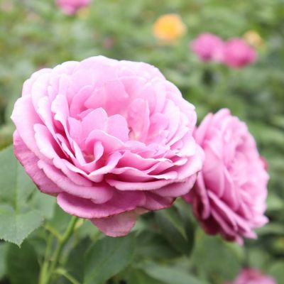 香りのバラ(強香種) | THE ROSE SHOP｜バラ専門店 ザローズショップ 