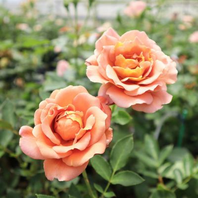 Rose for You | THE ROSE SHOP｜バラ専門店 ザローズショップ 本店