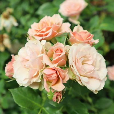 Rose for You THE ROSE SHOP｜バラ専門店 ザローズショップ 本店 バラ苗の通販