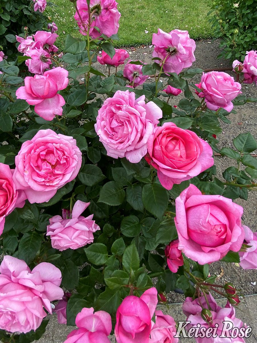 バラ苗ディジリー 