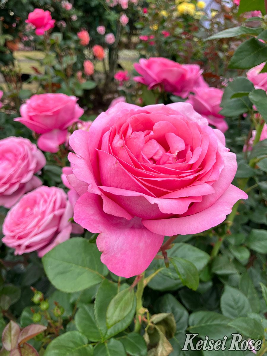 バラ苗ディジリー