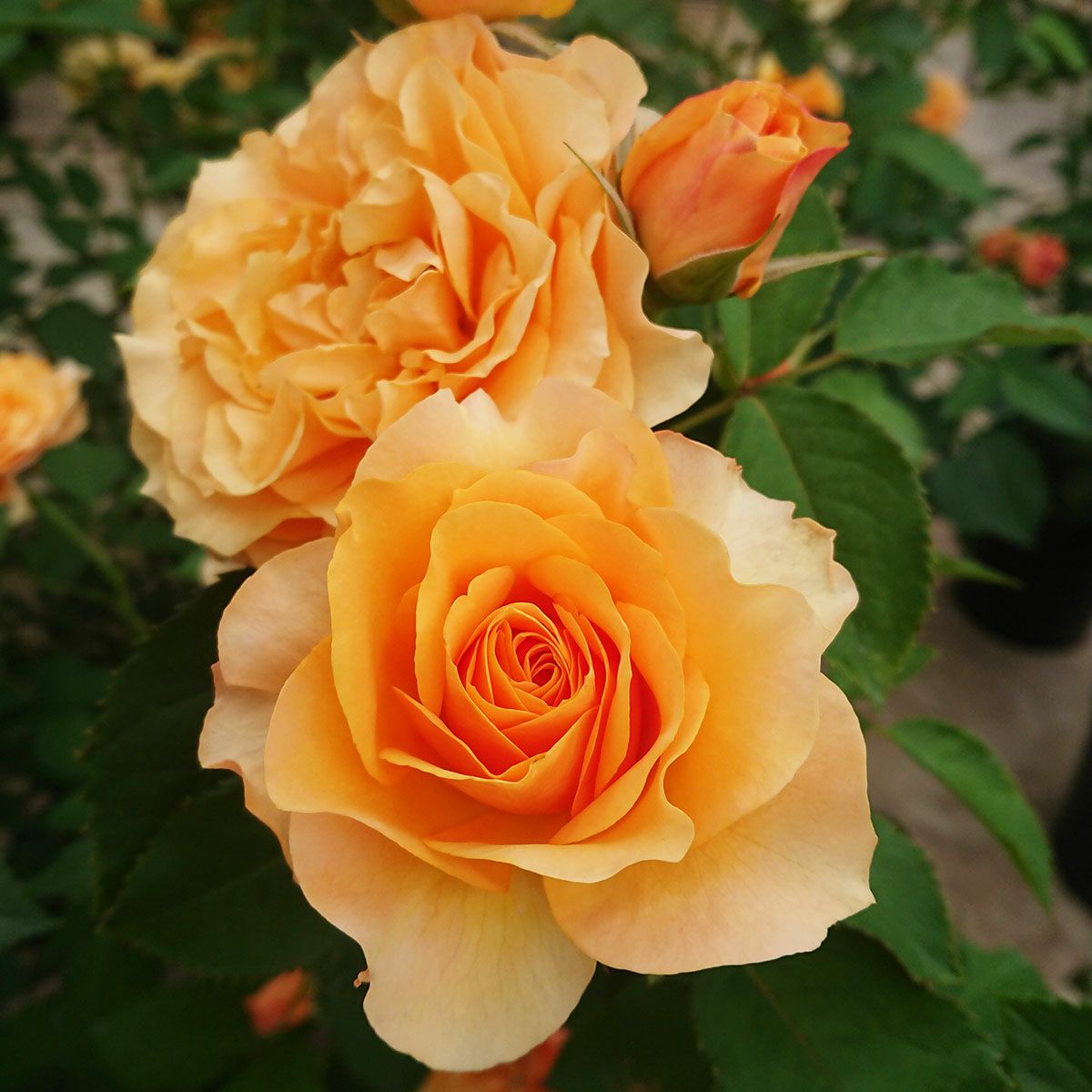 オレンジ系のバラ | THE ROSE SHOP｜バラ専門店 ザローズショップ 本店 