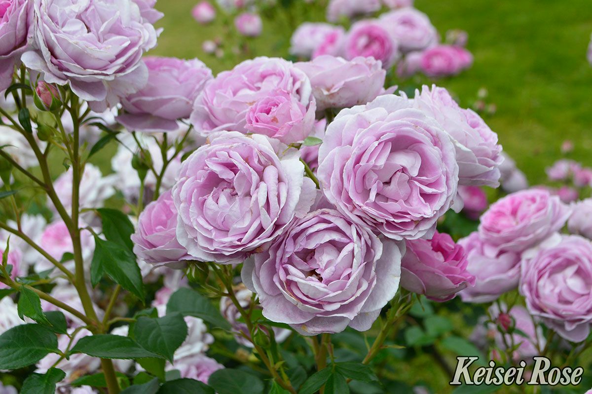 バラ苗リラトロプフェン