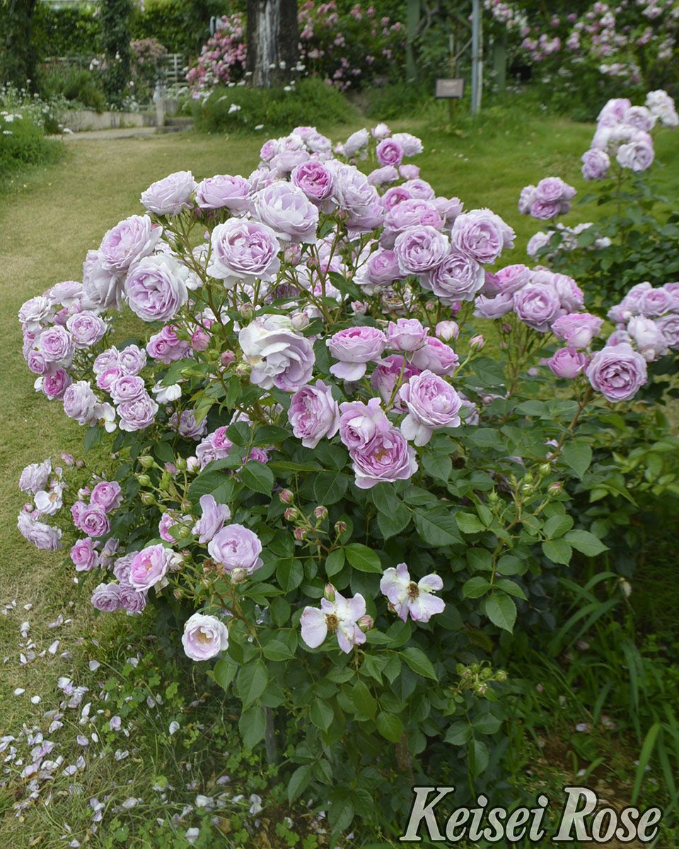 バラ苗リラトロプフェン