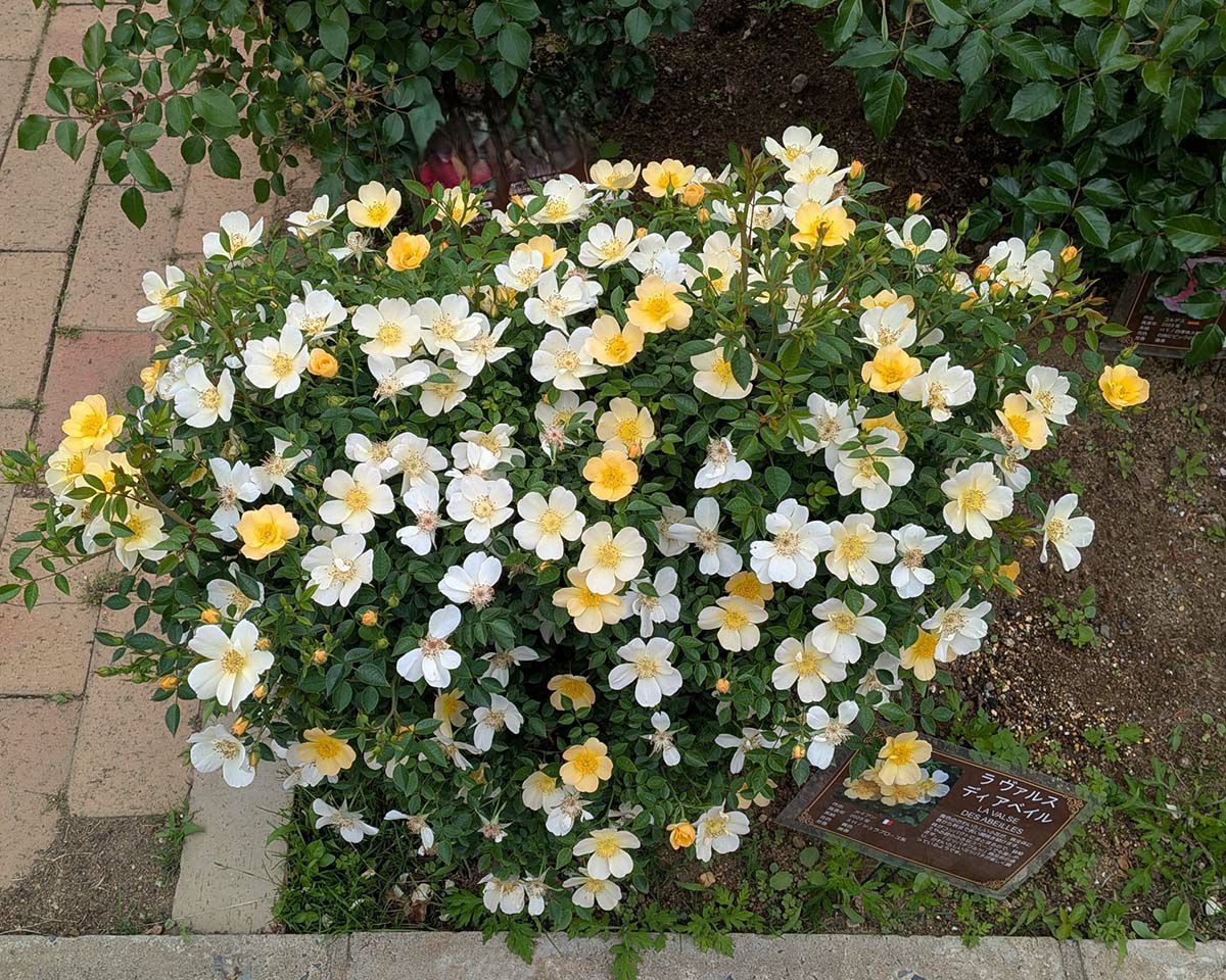 バラ苗ラヴァルスディアベイル