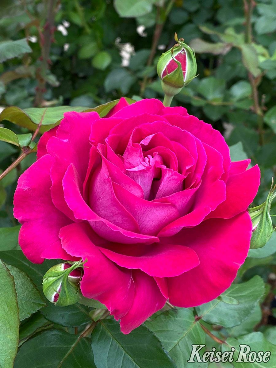 バラ苗ジョリーメロディー