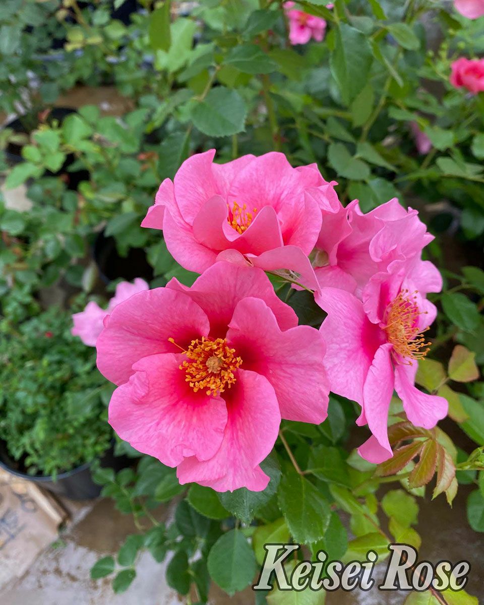 バラ苗シーユーインピンク