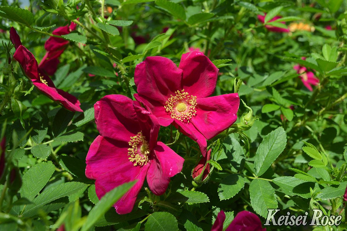 バラ苗ピューティア