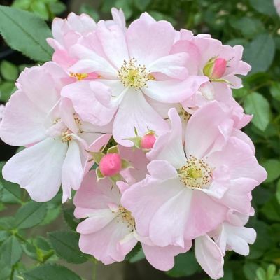 次回2025年秋] 予約裸苗 | THE ROSE SHOP｜バラ専門店 ザローズ