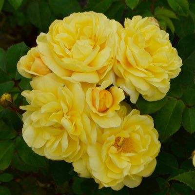 次回2025年秋] 予約裸苗 | THE ROSE SHOP｜バラ専門店 ザローズ