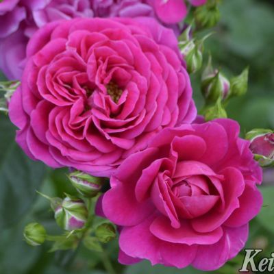 次回2025年秋] 予約裸苗 | THE ROSE SHOP｜バラ専門店 ザローズ