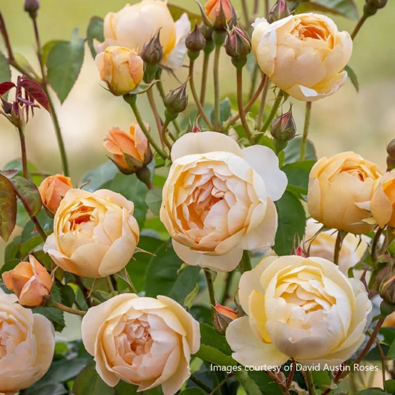 花苗　tayumaru様確認用です。 予約苗 バラ苗 【ダナヒュー】 (大苗) シュラブ 半つる性 返り咲き 中