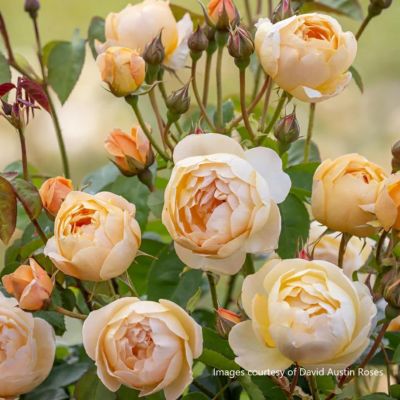 予約苗 バラ苗 【ダナヒュー】 (大苗裸苗) シュラブ 半つる性 返り咲き