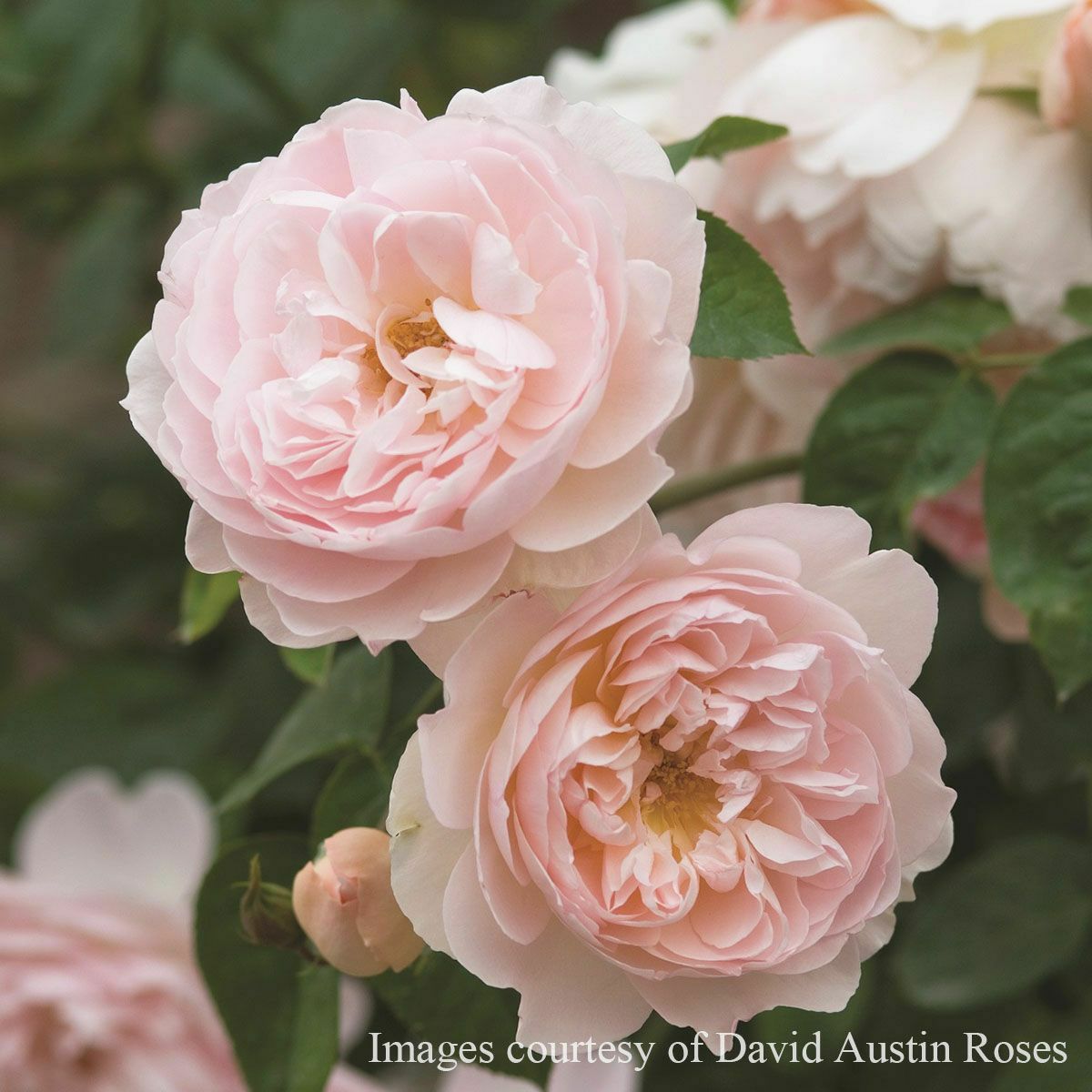 予約苗 バラ苗 【ジェントルハーマイオニー】 (大苗) シュラブ 半つる