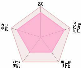 バラ苗ジェントルハーマイオニー