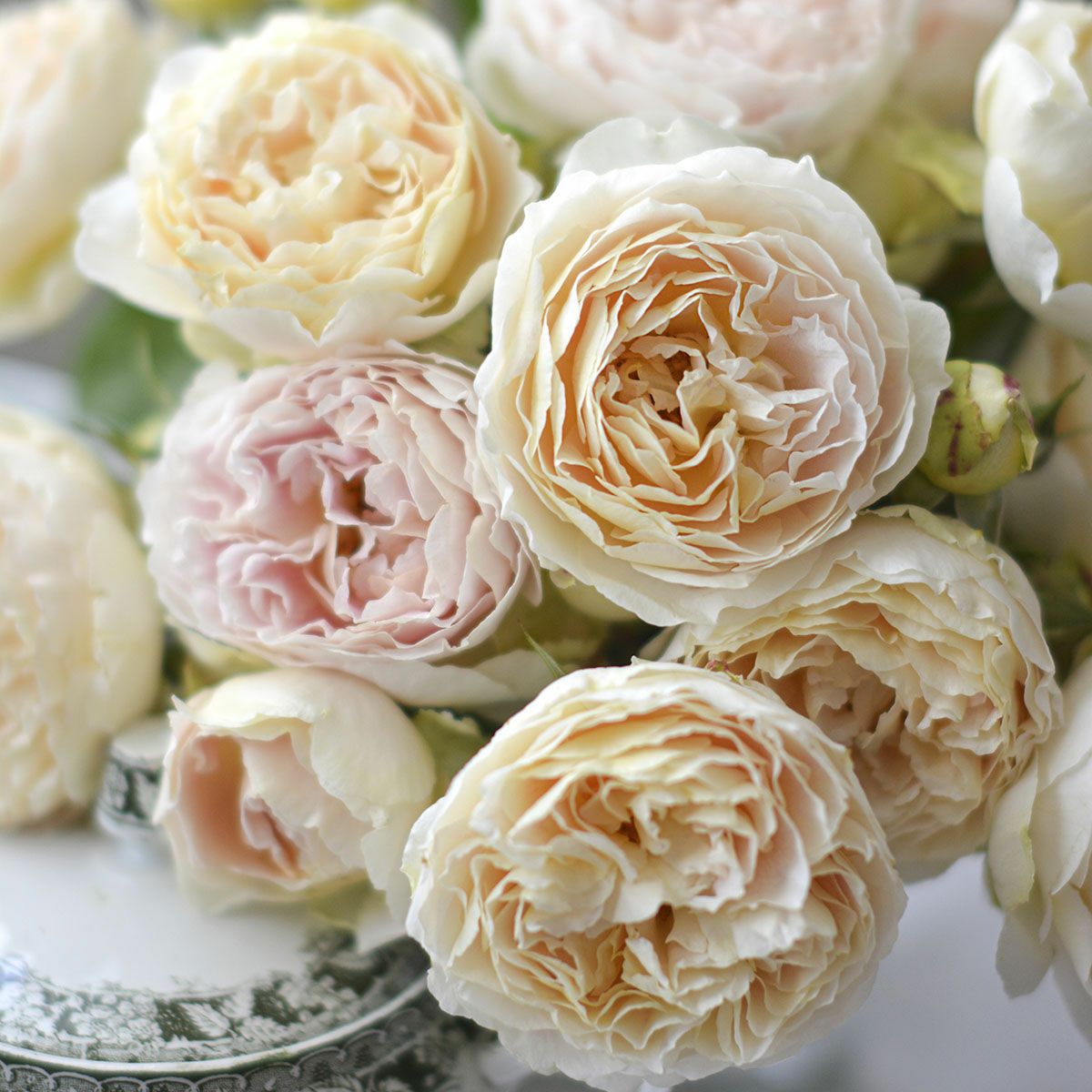 予約新苗4号（河本） | THE ROSE SHOP｜バラ専門店 ザローズショップ