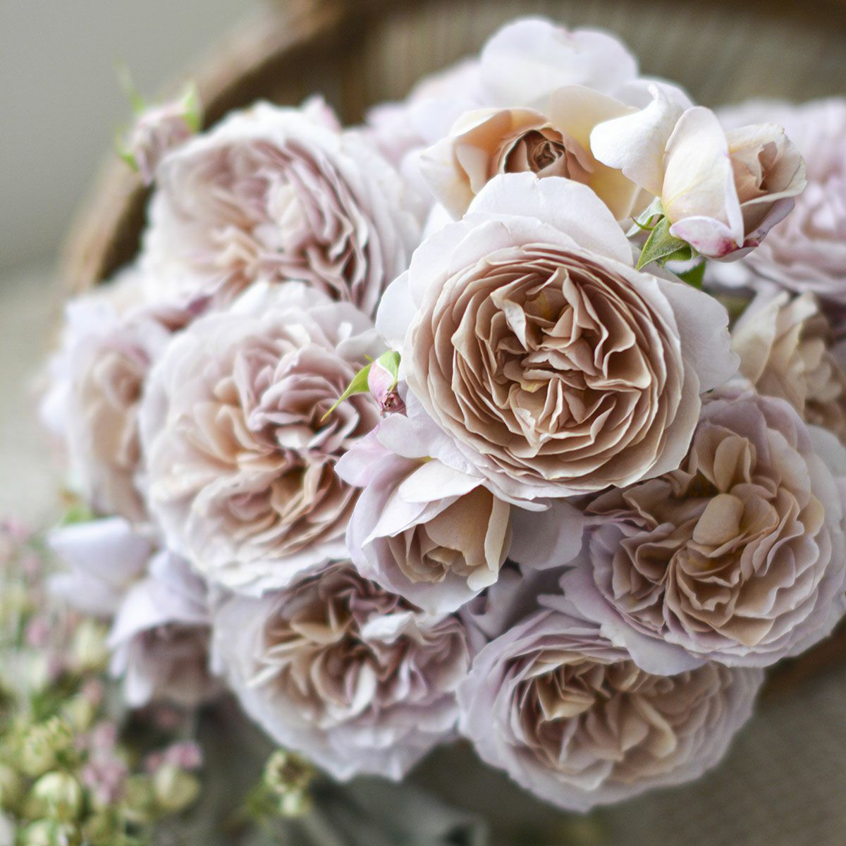 予約新苗4号（河本） | THE ROSE SHOP｜バラ専門店 ザローズショップ