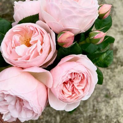 鉢植えにおすすめのバラ | THE ROSE SHOP｜バラ専門店 ザローズ