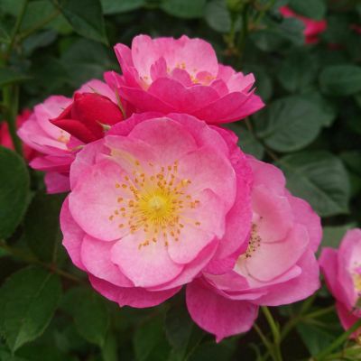 巨大花の珍種 ホヤ・インぺリアリス | 希少植物の販売