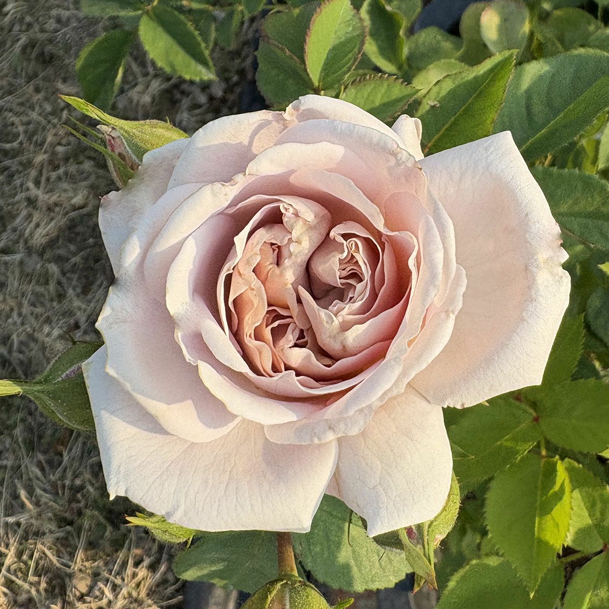 バラ苗アッシュウェンズディ