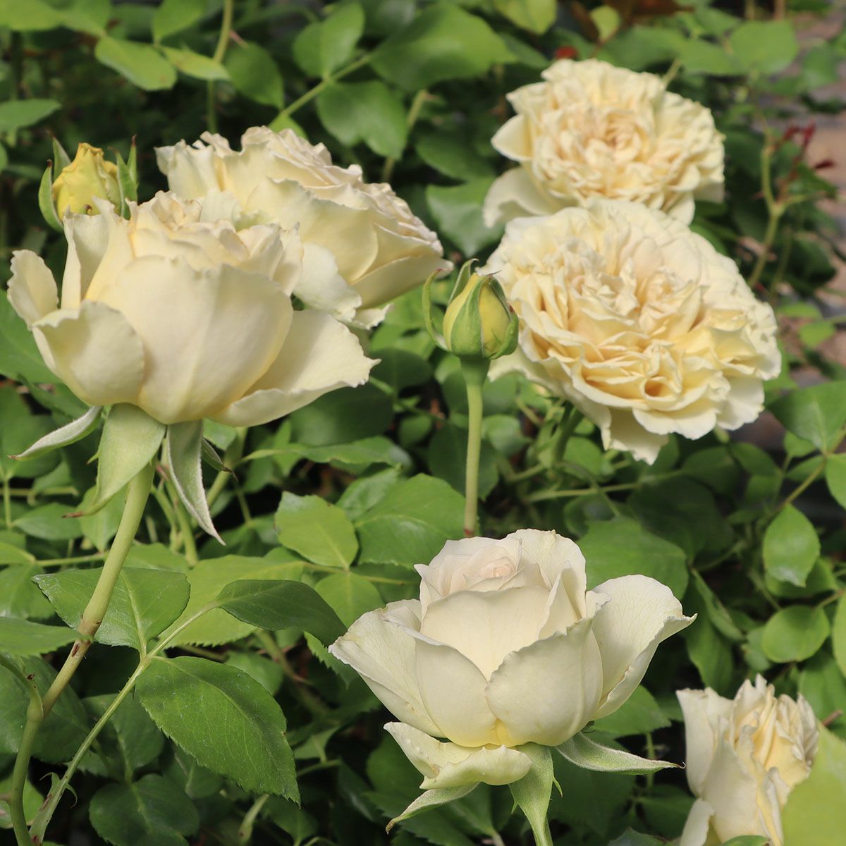 バラ苗 リテラチュール