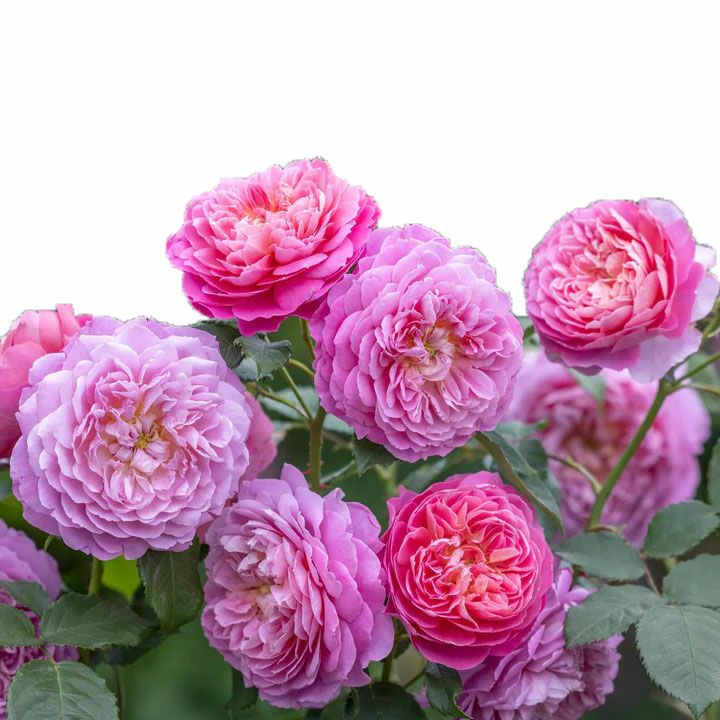 バラ苗エマブリッジウォーター