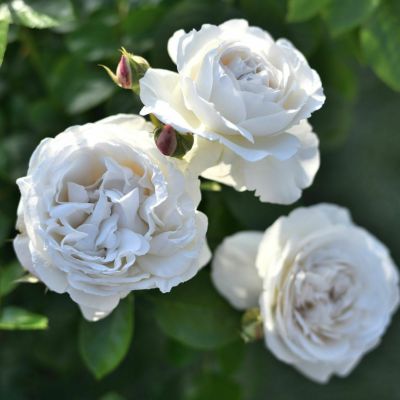 次回2025年秋] 予約大苗 | THE ROSE SHOP｜バラ専門店 ザローズ