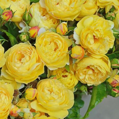 次回2025年秋] 予約大苗 | THE ROSE SHOP｜バラ専門店 ザローズ