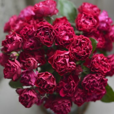 河本バラ園／ローズドゥメルスリー | THE ROSE SHOP｜バラ専門店 ザ