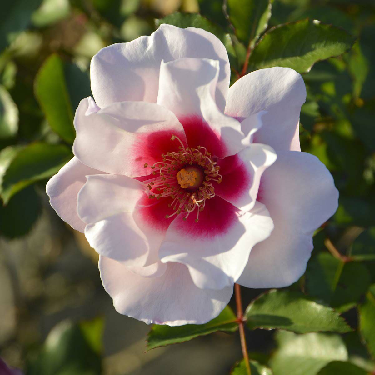 予約苗 バラ苗 【こころね】 (大苗裸苗) フロリバンダ 四季咲き 中輪