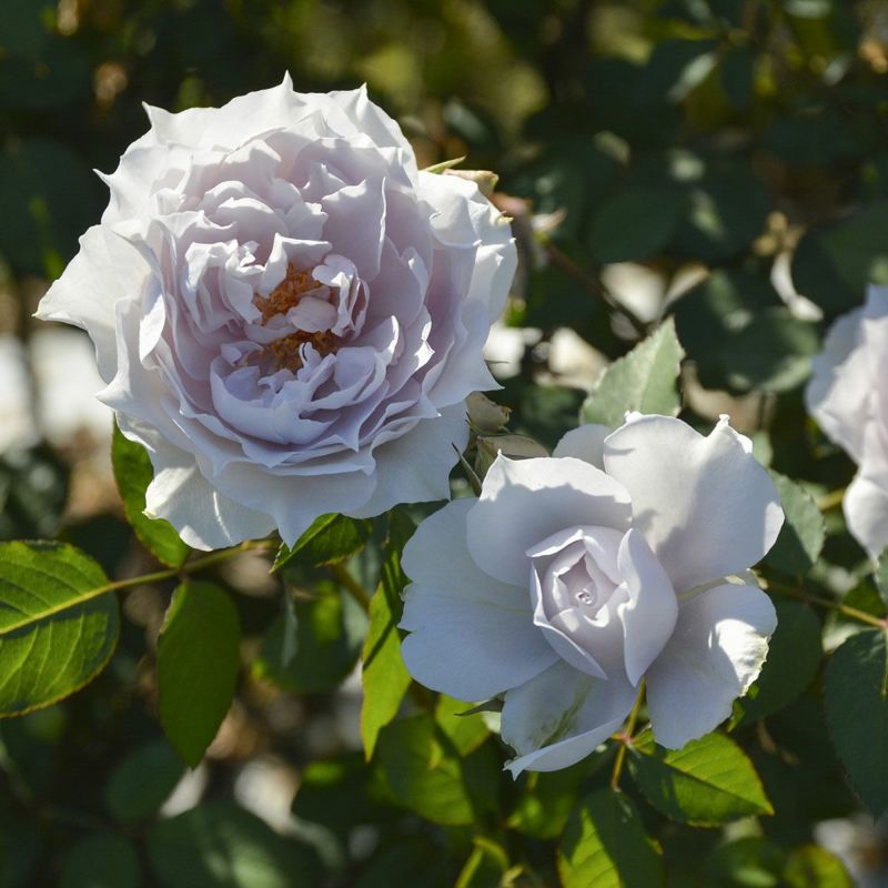 予約苗 バラ苗 【ザセレスティアル】 (大苗裸苗) フロリバンダ