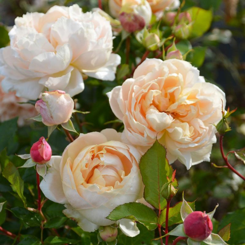 予約苗 バラ苗 【シャンパーニュ】 (大苗) フロリバンダ 四季咲き 中輪