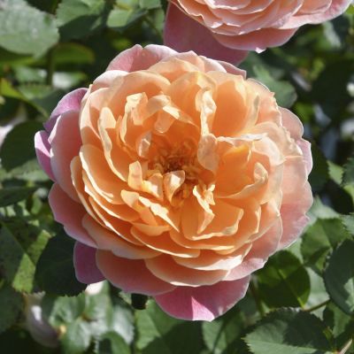 ロサオリエンティス／プログレッシオ | THE ROSE SHOP｜バラ専門